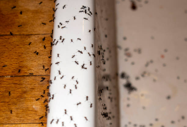 Best Cockroach Control Services  in Westport, WA
